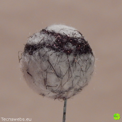 bola de lana blanca afieltrada