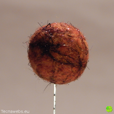 bolas de lana naranja calabaza afieltrada