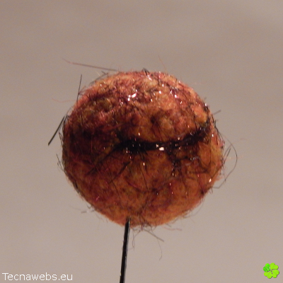 bolas de lana naranja calabaza afieltrada