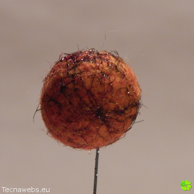 bolas de lana naranja calabaza afieltrada