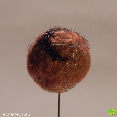 bolas de lana naranja teja afieltrada